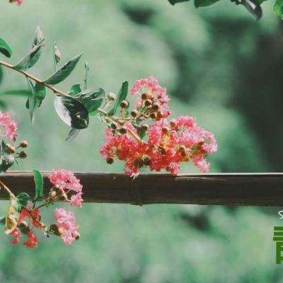 宝贝丽丝制作婚礼蛋糕